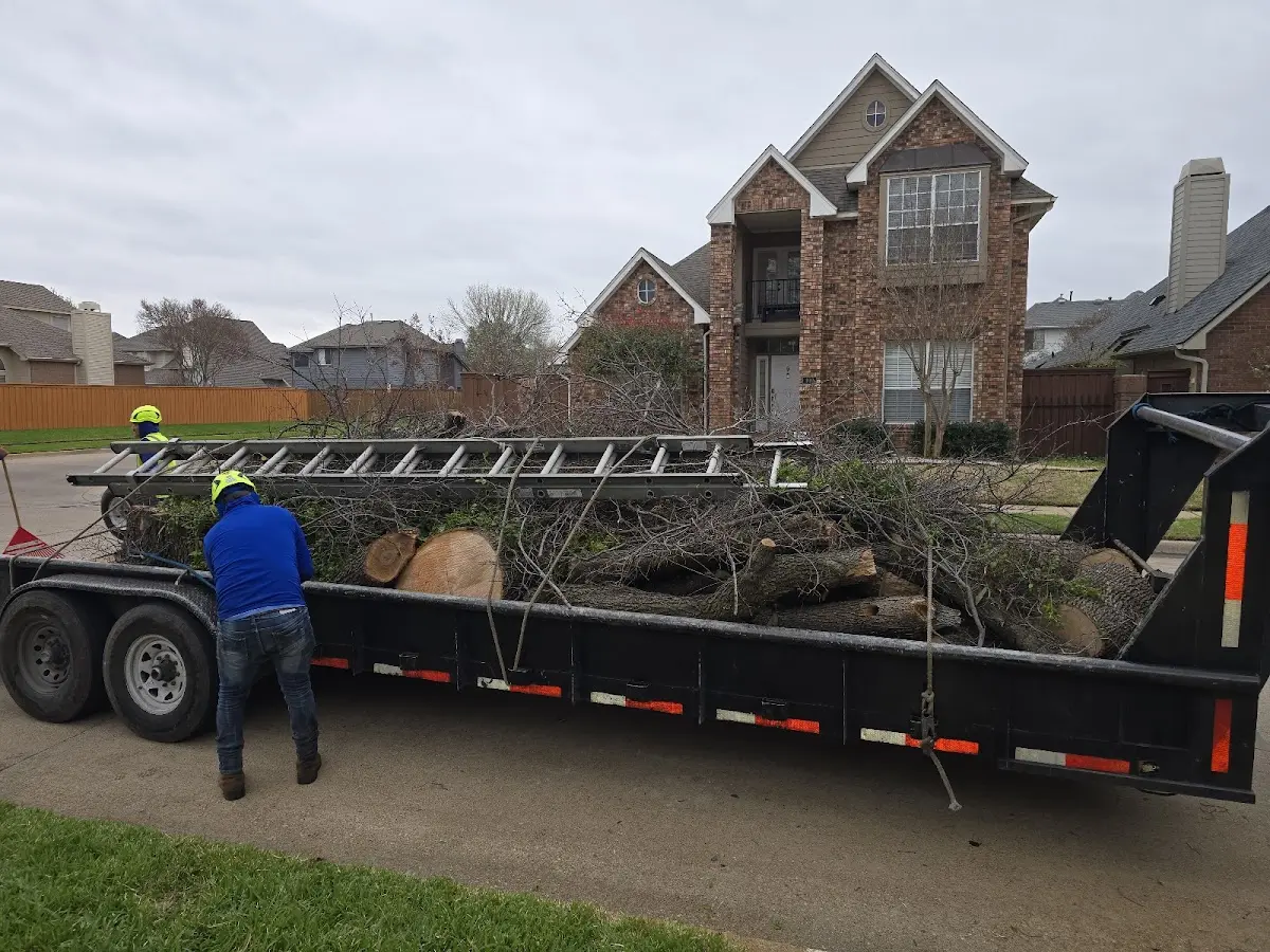 Expert Tree Fertilization with proper safety equipment in Alger